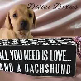 Layla - Cream female Dachshund puppy in Kansas City, Missouri from Divine Doxies LLC
