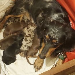 Dachshund Puppies from Callaway Country Dachshunds