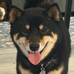 Balto Mameshiba 🇰🇷 - Shiba Inu