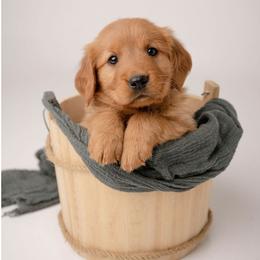 Theodore - Dark golden male Golden Retriever puppy in Buhl, Idaho from Atkinson's Goldens