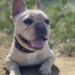 French Bulldog Puppies from French Paws
