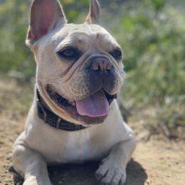French Bulldog Puppies from French Paws