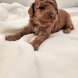 Cavapoo and Poodle Puppies from Blue Meadow Puppies