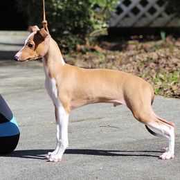 Italian Greyhound Puppies from Macabre Italian Greyhounds