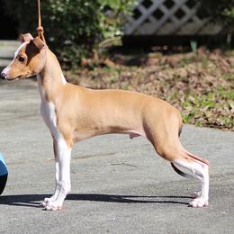 Italian Greyhound Puppies from Macabre Italian Greyhounds