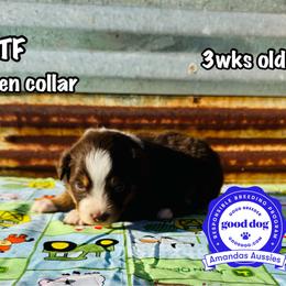 Green collar - Red tri-color female Australian Shepherd puppy in Greenville, Texas from Amandas Aussies