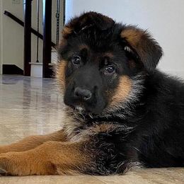 German Shepherds from Von Legends Burg