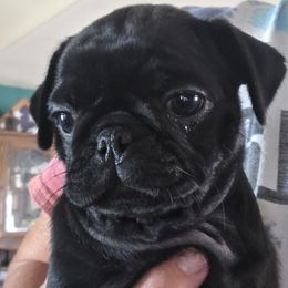 Holly - Black female Pug puppy in Madera, California from Hills Pugs