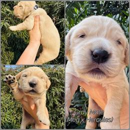 Gray - Golden male Golden Retriever puppy in Harrisburg, North Carolina from Bunn Ranch Goldens & Bernese
