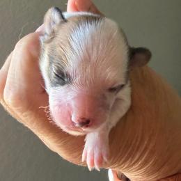 Boy 1 - Red white and sable male Papillon puppy in Surprise, Arizona from Papillons in Arizona