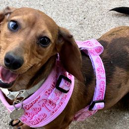 Dachshunds from Sagebrush Doxies