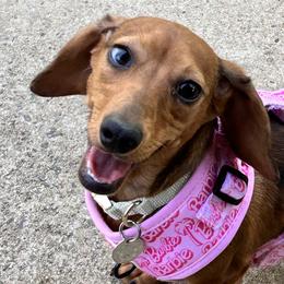 Dachshunds from Sagebrush Doxies