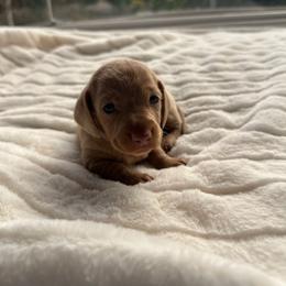Arabella - Chocolate female Dachshund puppy in San Diego, California from Enchantables