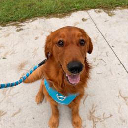 Henry - Golden Retriever