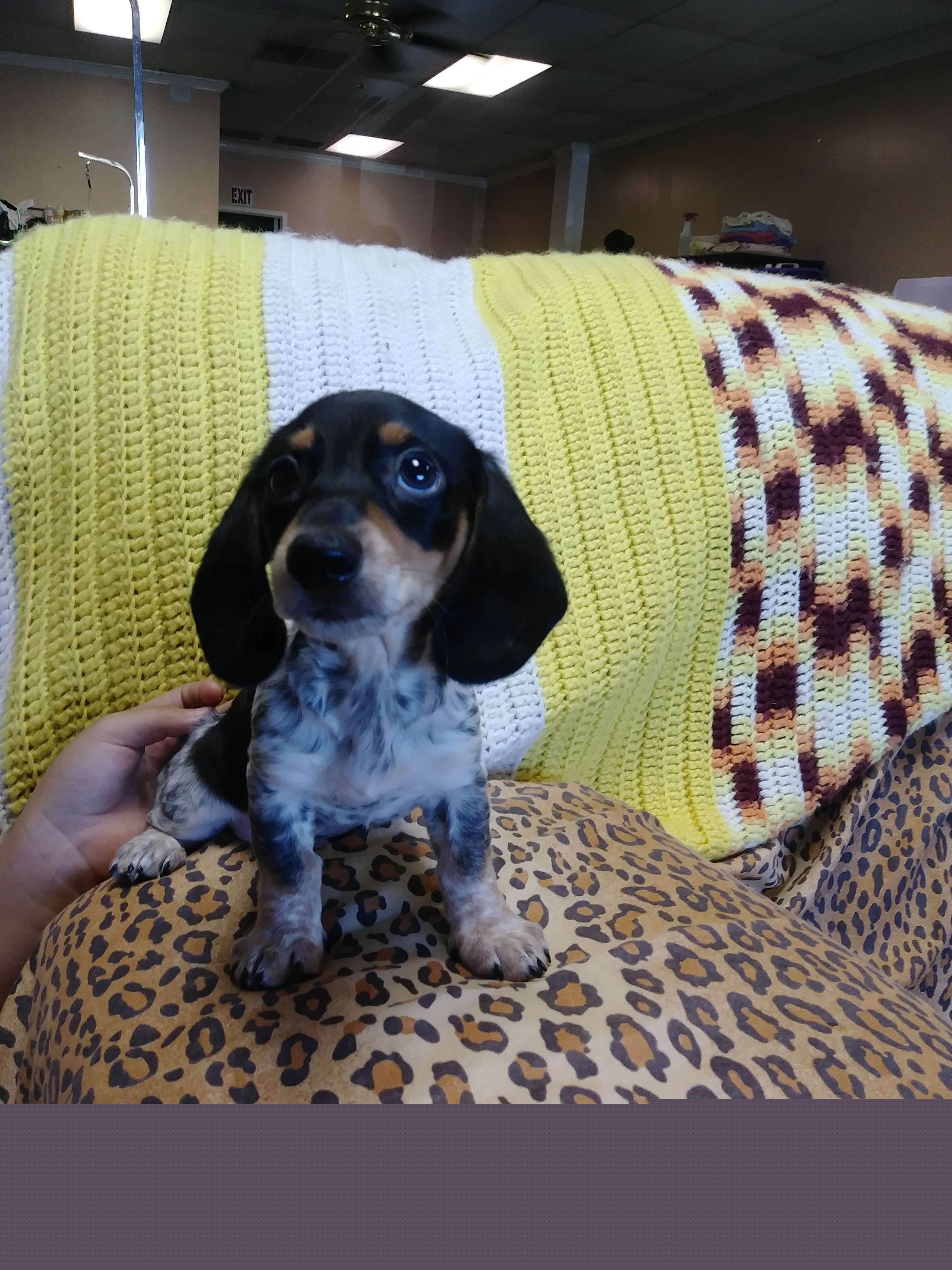 Dachshund Puppies from A&R Dachshund