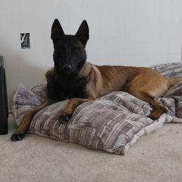 Thor - Belgian Malinois
