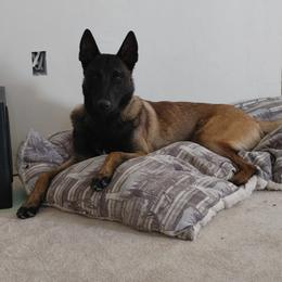 Thor - Belgian Malinois
