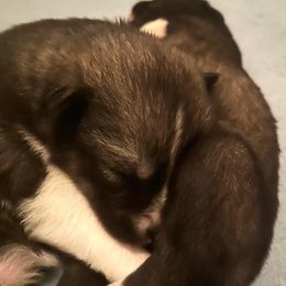Siberian Husky Puppies from OAZS Pups