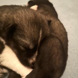 Siberian Husky Puppies from OAZS Pups