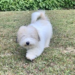 Murphy - Coton de Tulear