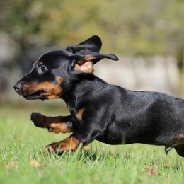 Dachshund Puppies from Mom's Dachshunds