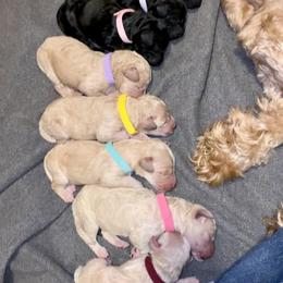 Cockapoo and Goldendoodle Puppies from Capital Doodles