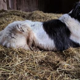 Old Time Scotch Collies from Franklin Farm Collies
