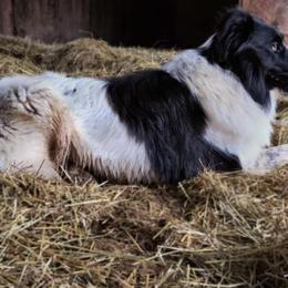 Old Time Scotch Collies from Franklin Farm Collies