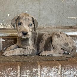 Dusty - Merle male Great Dane puppy in Jerusalem, Arkansas from Mara Danes