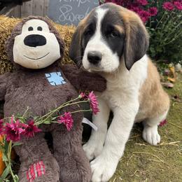 Tempest - Brown and white female Saint Berdoodle puppy in Traverse City, Michigan from Bare Paws Saint Berdoodles