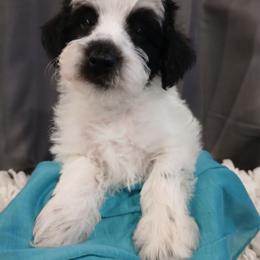 Jupiter - Black and white male Schnoodle puppy in Andalusia, Alabama from Kaleidoscope Kennels