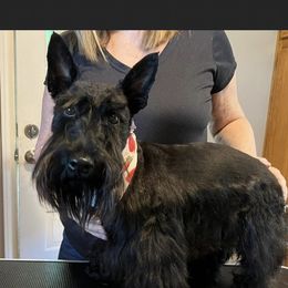 Sofia - Scottish Terrier