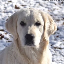 Jazzy - Golden Retriever