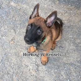 Cinnamon - Fawn female Belgian Malinois puppy in Andersonville, Tennessee from Working W Kennels