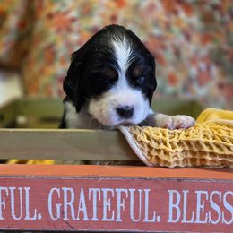 Rudolph aka Ruddy - Black white and tan male English Springer Spaniel puppy in Cookeville, Tennessee from Krossroads Kennel