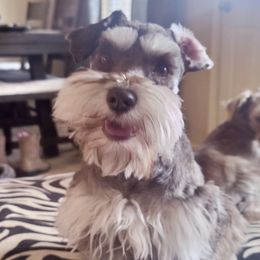 Coco - Miniature Schnauzer