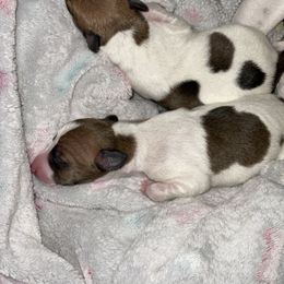 Italian Greyhound Puppies from Bahia Verde’s Kennels