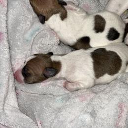 Italian Greyhound Puppies from Bahia Verde’s Kennels