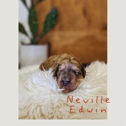 Neville Edwin - Merle-sable male Saint Berdoodle puppy in Mesa, Arizona from Desert Bohunk Doodles and Branded Bullies