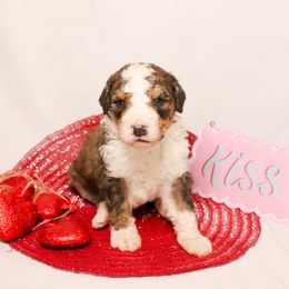 Boy 1 - Sable Bernedoodle puppy in Yatesville, Georgia from High Hopes Doodles