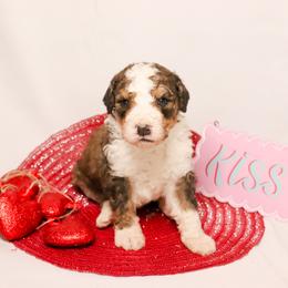 Boy 1 - Sable Bernedoodle puppy in Yatesville, Georgia from High Hopes Doodles