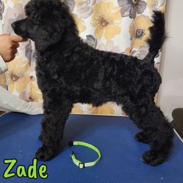 Zade - Blue Poodle puppy in Bishop, Texas from Mercury Standard Poodles