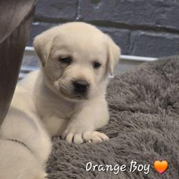 Orange Collar Boy - Yellow male Labrador Retriever puppy in Alma, Arkansas from Abundance Labradors