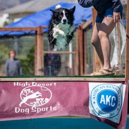 Border Collies from Shepherd’s Pride