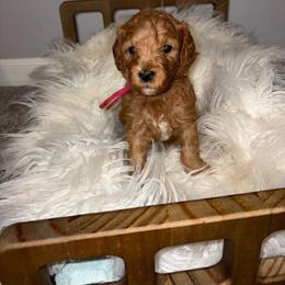 Latte - Red  female Goldendoodle puppy in Humble, Texas from Simply Dane Doodles