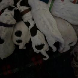 Girl 3 - Brown roan female Spinone Italiano puppy in Kent County, Delaware from Ilvolare Spinone