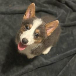 Annie - Gray and white female American Corgi puppy in Decatur, Texas from Bar S Corgis