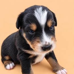Australian Shepherd Puppies from S.I. Aussie