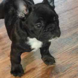 French Bulldog All Grown Up from Dana Riotte's French Bulldogs