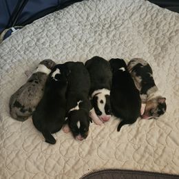 American Corgi puppies from GC Farms Corgis